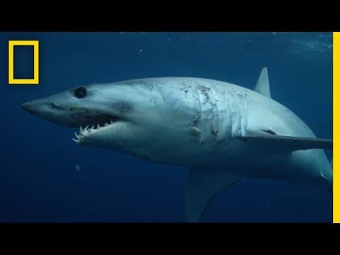 Sharks 101 | National Geographic)
