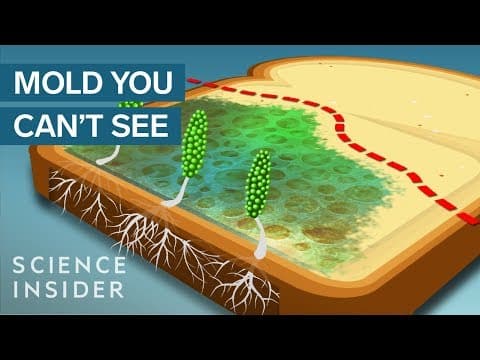 カビパンの「きれい」な部分も食べてはいけない！　Never Eat The ‘Clean’ Part Of Moldy Bread