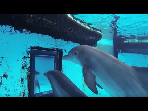 イルカはどのくらい賢いのか？徹底検証！（Just how smart are dolphins? | Inside the Animal Mind | BBC）