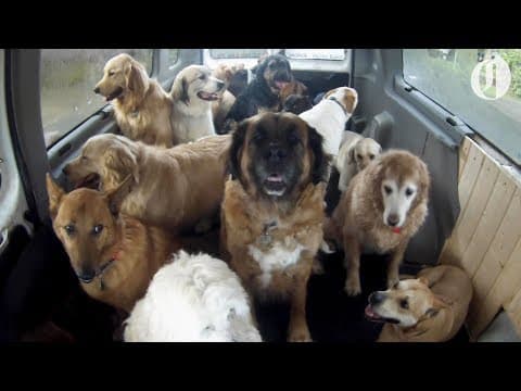 ドッギースクールバスが学校の子犬を送り迎え（Doggie School Bus picks up pups for 'school'）