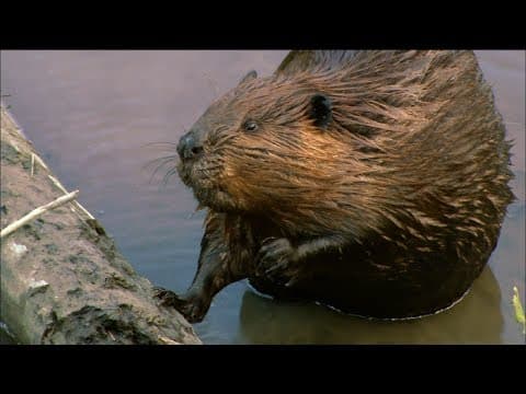 How Beavers Build Dams | Leave it to Beavers