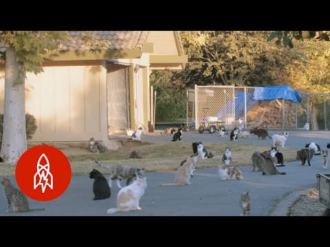 1000匹のネコと暮らす女性の話　