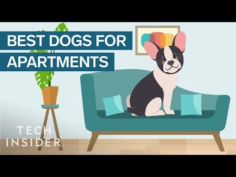 アパートで飼うのにぴったりな犬の種類　Best Dog Breeds For Apartment Living