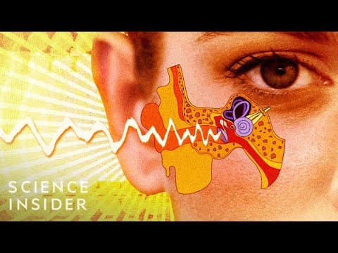 【英語で雑学】人間の「耳」の中には何がある？
