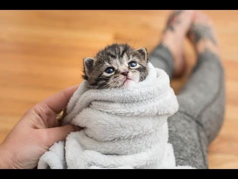 子猫を癒す 5 つの方法