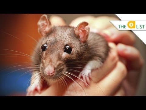 かわいい？怖い？ネズミの５つの魅力的な事実