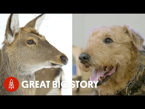 動物を守る善良な人々