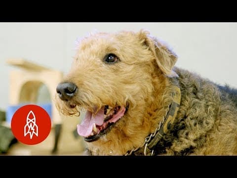 犬は何を考えているの？ (Inside the Mind of a Dog)