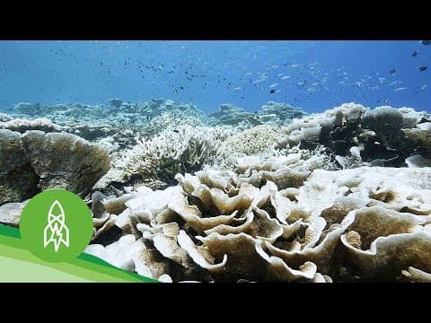 絶滅に瀕するサンゴ礁を守る　Racing to Save Dying Coral Reefs