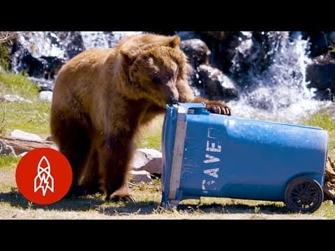 家庭用品をテストしているクマ　These Bears Put Your Household Items to the Test
