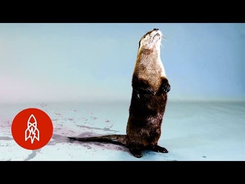 岸の淵から帰ってきたよ Back from the Brink: The North American River Otter