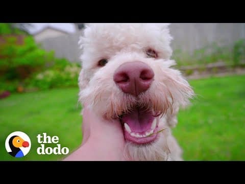 どうして私たちは犬好きなの？科学的な理由を紹介！ （There's A Scientific Reason Why We Love Dogs So Much | The Dodo）