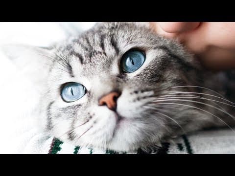 ペットがあなたのことを本当に好きかがわかる！？