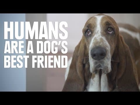 Humans Are a Dog's Best Friend