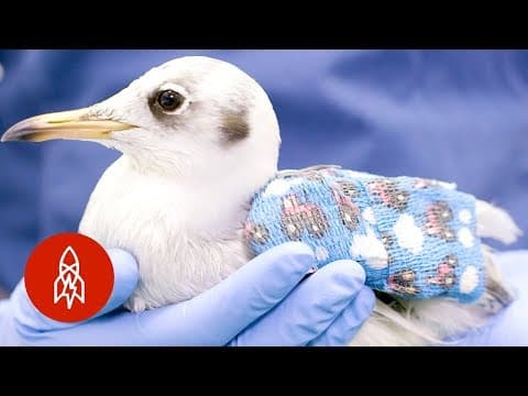ヨーロッパで一番忙しい（可愛らしい）野生動物病院に潜入！　Inside Europe's Busiest (and Cutest) Wildlife Hospital　