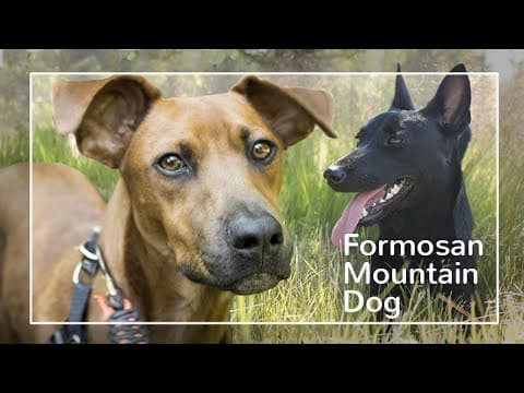Formosan Mountain Dog. The Breed that just won't die