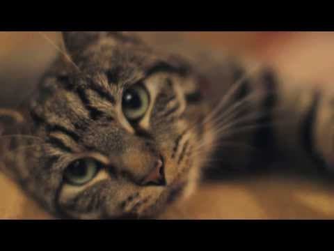 猫専用！主人である「人間」の飼い方