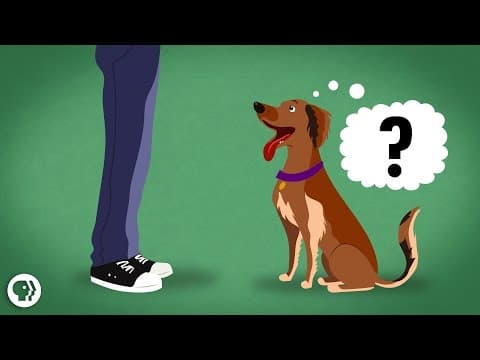 犬は人間が何を考えているかがわかる？