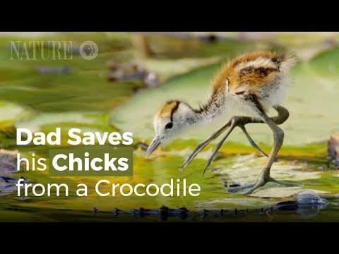 お父さん鳥、ワニから子供を守る！（Jacana Dad Rescues his Chicks from a Crocodile）