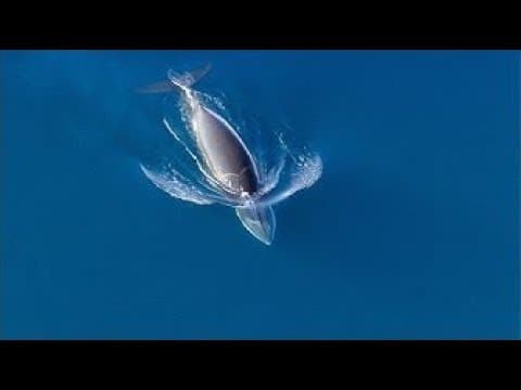 シャチ狩り！ ミンクは逃げ切れるか？