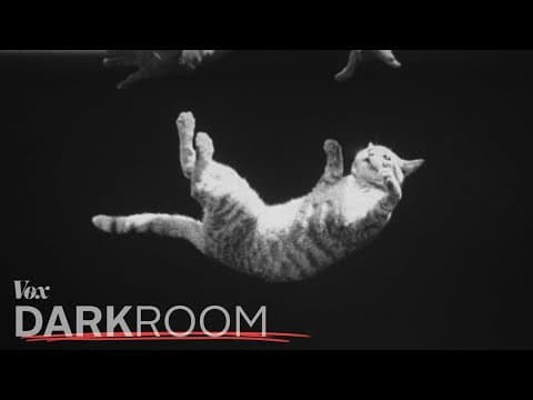 なぜネコはいつも足から着地できるのか?　Why a cat always lands on its feet