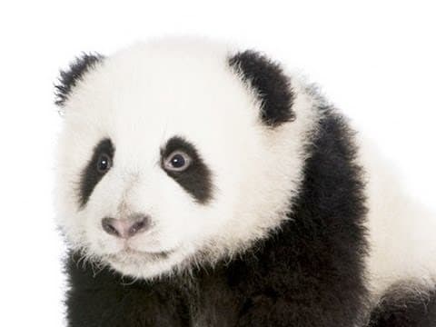 "かわいい" と感じるのはなぜか？"かわいい" の秘密を科学的に分析！