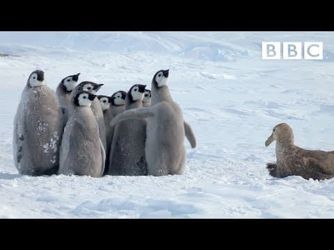  思いがけないヒーローに助けられた赤ちゃんペンギン （Penguin chicks rescued by unlikely hero | Spy in the Snow - BBC）