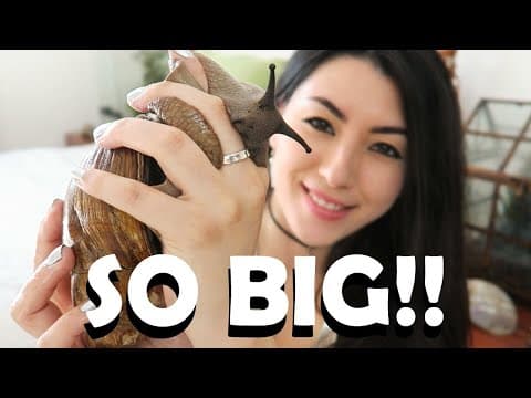 巨大なアフリカマイマイ　GIANT African Land Snail! | Baby Snails | My Pet Snail