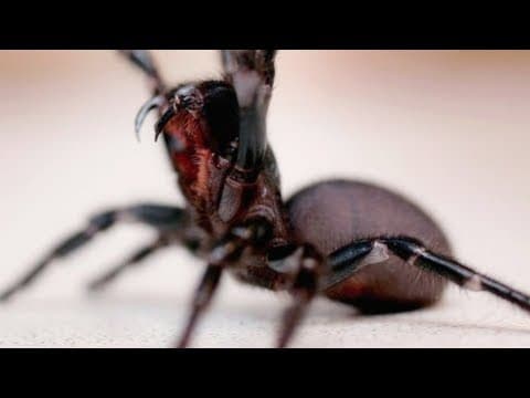 家にいるクモを退治しない方がいい理由　Why You Shouldn't Eradicate Those Spiders In Your House