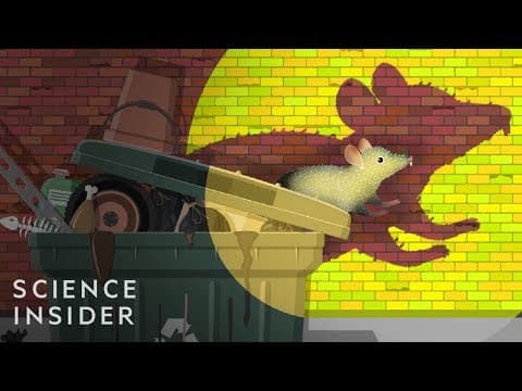 都市がネズミを追い払えない理由