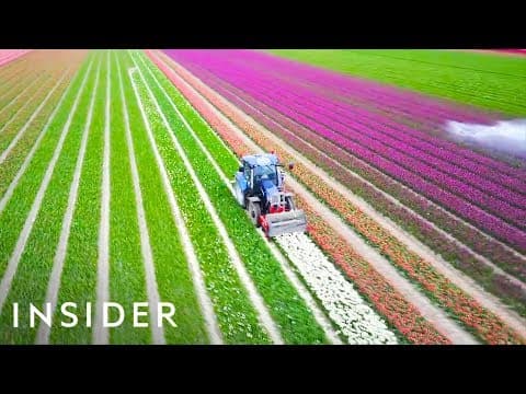 オランダはなぜチューリップ大国なのか？（Why The Netherlands Is The Tulip Capital Of The World）