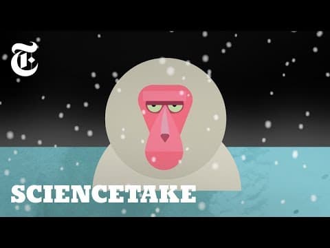 The Story Behind Japan's Bathing Monkeys | ScienceTake