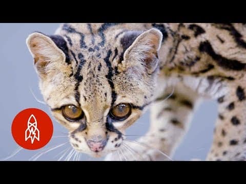 森林伐採と絶滅危惧種のヤマネコ　These Wildcats Need the Forest to Survive