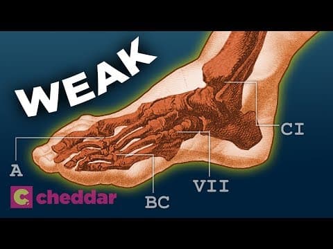 【英語で雑学】人間の脚の進化は神様の設計ミス？！