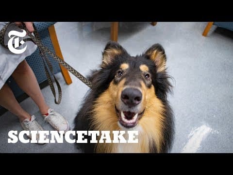 大検証！ワンちゃんは飼い主にどれぐらい共感できるのだろうか？