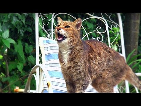 猫はどうしてミャオミャオ鳴くの？（Why Do Cats Miaow? | Cats Uncovered | BBC）