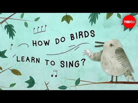 TED-Ed How do birds learn to sing? - Partha P. Mitra