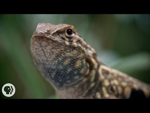 1500万年の間じゃんけんを続けるトカゲたち | Deep Look