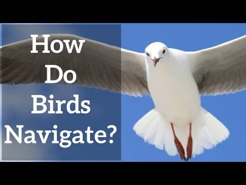 渡り鳥は迷わない!?　驚くべきナビゲーションの能力　（How do Birds Navigate? - Sun, Stars, and Magnetic Senses）