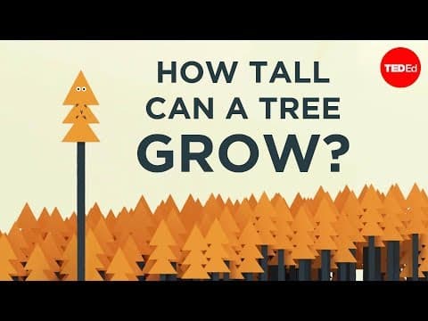 木はどれくらいの高さまで成長するのか？　How tall can a tree grow? - Valentin Hammoudi