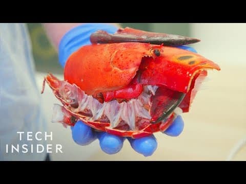 いろんな意味で気になる！ロブスターのプラスチック （How Lobster Shells Could Replace Single-Use Plastic）
