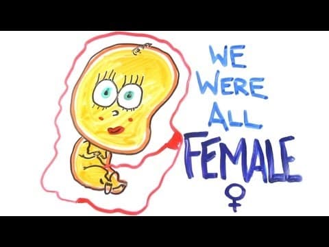 衝撃！実はみんな最初は「女性」だった？！